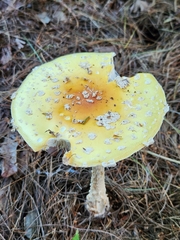 Amanita muscaria guessowii