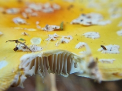 Amanita muscaria guessowii