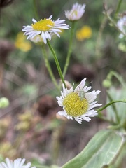 Taylorilygus apicalis