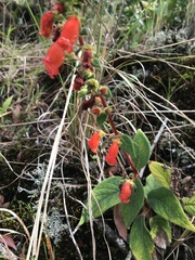 Gesneriaceae