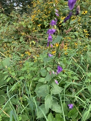 Campanula rapunculoides