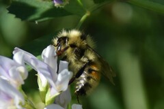 Bombus sylvicola