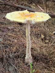 Amanita muscaria guessowii