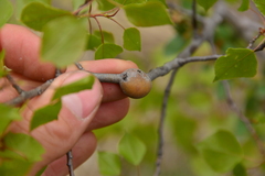 Euhexomyza schineri