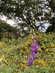 Campanula rapunculoides