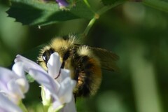 Bombus sylvicola