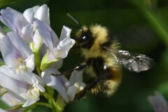 Bombus sylvicola