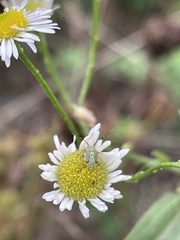 Taylorilygus apicalis