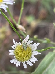 Taylorilygus apicalis