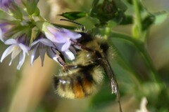 Bombus sylvicola