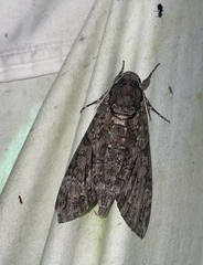 Agrius cingulata