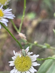 Taylorilygus apicalis