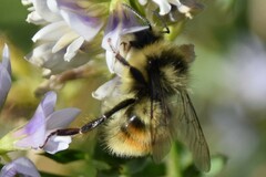 Bombus sylvicola
