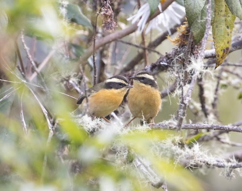 Three-striped Hemispingus (Microspingus trifasciatus), photo 4