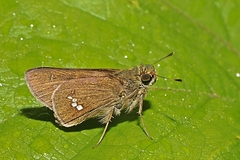 Parnara apostata
