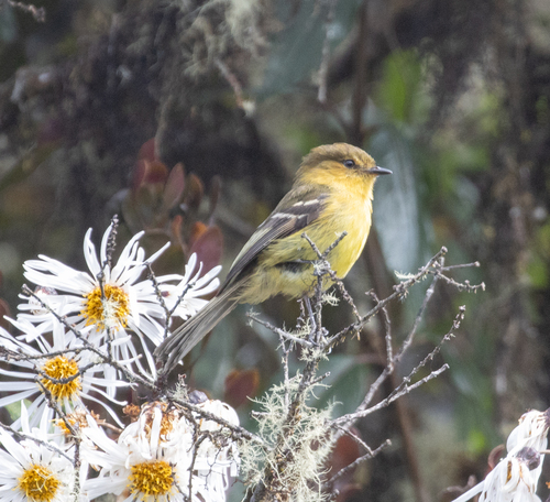 Ochraceous-breasted Flycatcher (Nephelomyias ochraceiventris), photo 6