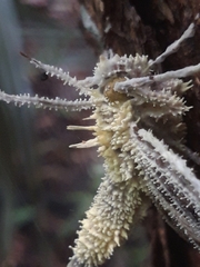 Akanthomyces tuberculatus