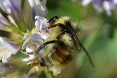 Bombus sylvicola