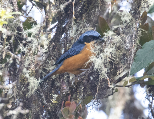 Chestnut-bellied Mountain Tanager (Dubusia castaneoventris), photo 4