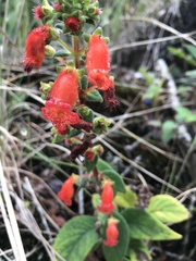 Gesneriaceae