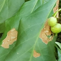 Gracillaria syringella