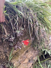 Epilobium canum