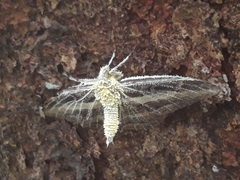 Akanthomyces tuberculatus
