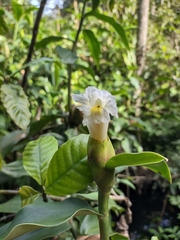 Costus arabicus