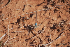 Argia apicalis