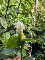 Costus arabicus