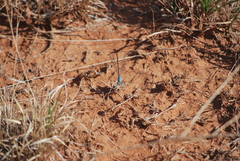 Argia apicalis