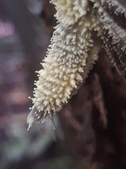Akanthomyces tuberculatus