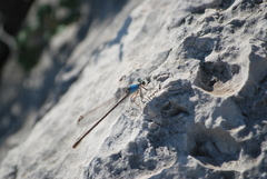 Argia apicalis