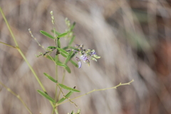 Pediomelum linearifolium