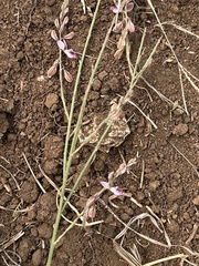 Polygala hottentotta
