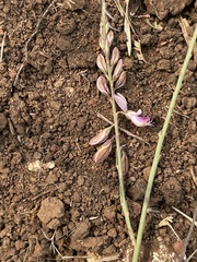 Polygala hottentotta
