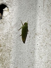 Rugosana querci