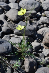 Papaver angustifolium