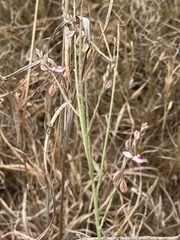 Polygala hottentotta