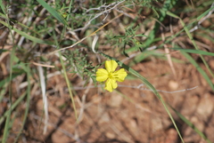 Calylophus