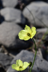 Papaver angustifolium