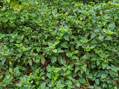 Commicarpus tuberosus