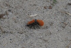 Dasymutilla coccineohirta