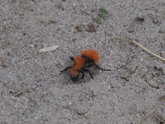 Dasymutilla coccineohirta