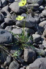Papaver angustifolium