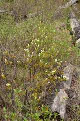 Amelanchier alnifolia