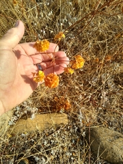 Eriogonum umbellatum