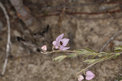 Thomasia petalocalyx