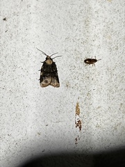 Platynota flavedana