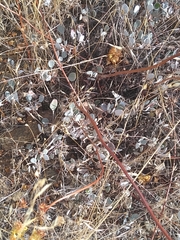 Eriogonum umbellatum